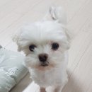 고운동_한마음정육식당 이미지