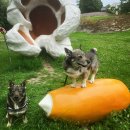 (주)엔돌핀커넥트 | [반려견 정보 TIP] 쿨~ 한 여름은 강아지 쿨링 오일 마사지로