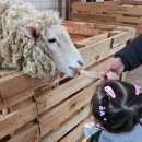 공주농장 | “딸기 공주”와 다녀온 용인 헤븐온어스｜딸기농장 체험 리얼 후기