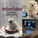 오성병원 | 천안 동물심장병원진심 - 13살 노령견 건강검진 후기