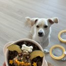 파트너펫 | 네이버 펫 바우처 엠버서더 3기 포키 씽크라이크펫 | 구매 및 급여 후기