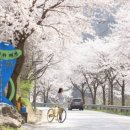 용담면 벚꽃길 이미지