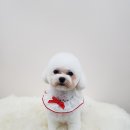 윤애견미용 이미지