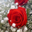 시요 이미지
