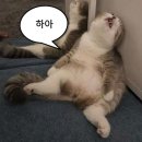 경춘북로545 | 언더코팅 ㅣ 캐스퍼 가솔린 터보 인스퍼레이션 MS폴리머 하부코팅 (떡칠닷컴)