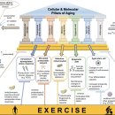 Re: Targeting the molecular &amp; cellular pillars of human aging with exercise 이미지