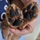 페티포티 | 남양읍애견미용 페티포티 푸들 테디베어컷 예쁘게 받고 왔어요