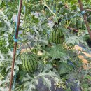 애플수박 이미지