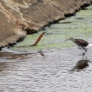 대치초등학교 이미지
