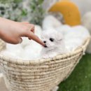 유앤미펫 강아지분양 고양이분양 일산점 이미지