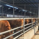 (주)바이오사료연구소 | 대원바이오(주) x (주)쌍용에프엔씨 TMF사료