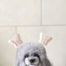 수원 오즈동물병원 이미지