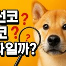 관상학 | 버선코 복코 진짜일까? 관상학 전문가가 밝히는 진실