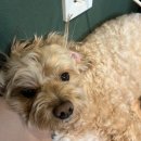 씨유 첨단부영3차점 | [배통일기] #26. 직장인 4월 일상(2)ㅣ영등포 야장, 두바이아박, 브이쎄라로 홈케어해보는 평범한 직장...