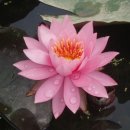 달빛자락 이미지