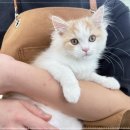 동행 애견 돌봄 센터 김포점 이미지