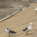 1644 | 서울 근교 - 시흥 당일치기 여행 추천 (오이도, 할배제빵소카페, 아울렛)