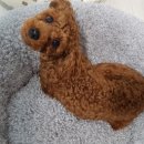 스타펫미팅 이미지