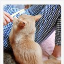 그루밍:담 이미지