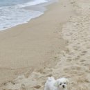 통일애견 이미지