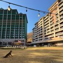 플레이 그라운드 | 홍천 소노펫 실버 스위트 파크뷰, 플레이그라운드 후기