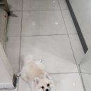 도그랭 강아지놀이방 이미지