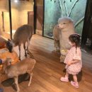 신기한 동물 가득한 도심동물원 울산 와우쥬 다녀왔어요