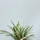 전몰군경유족회 안양시지회 이미지