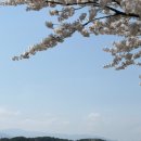 저류지 | 강릉 벚꽃 축제 현지인이 가는 강릉 벚꽃 명소 경포생태저류지