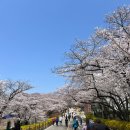 [인천] SK인천석유화학 벚꽃동산 방문 후기(Cherry blossoms hill at SK Incheon Petrochem in Incheon...