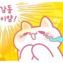 코코마켓