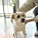 비타민동물메디컬센터 이미지