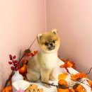 꾸니베어 이미지