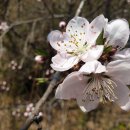 제970차 양평 산수유축제(230402) 이미지