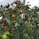 너울농장 이미지