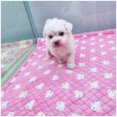 유이애견샵 네이버블로그