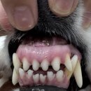 더프라임동물의료원 이미지