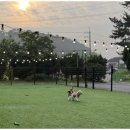 애견멀티샵 이미지