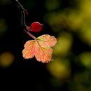 수원-2039 이미지