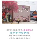 순천매산고등학교 | 순천 홍매화명소🌺 [탐매마을&amp;매산고등학교&amp; 사운즈옥천]