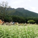 메밀꽃필무렵 이미지