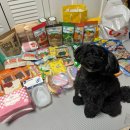 (주)마이펫코리아 | 2025 하반기 메가주 후기🍀