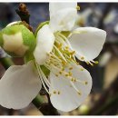 연분홍민박 이미지