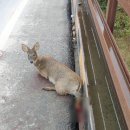 충북야생동물센터 이미지