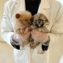 퍼피애견샵 | 대구애견샵 대구강아지분양 홍스퍼피 방문 후기 [첫 반려견 맞이하며 느낀 신뢰와 만족감]