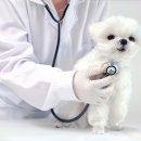 24시 송도힐 동물메디컬센터 이미지