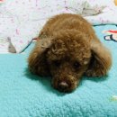 보드미동물병원 이미지