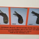 유명착한홍삼