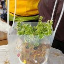 황연동행정복지센터 | [공지] 반려식물 키우기 황연동 행정복지센터 태백시 경로당 토피어리