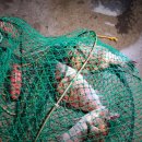 자유로레저낚시터 이미지